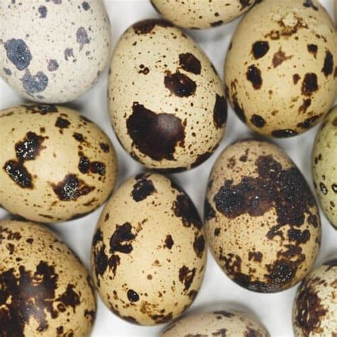 itlog sa pugo|Quail Eggs (Itlog ng Pugo) .